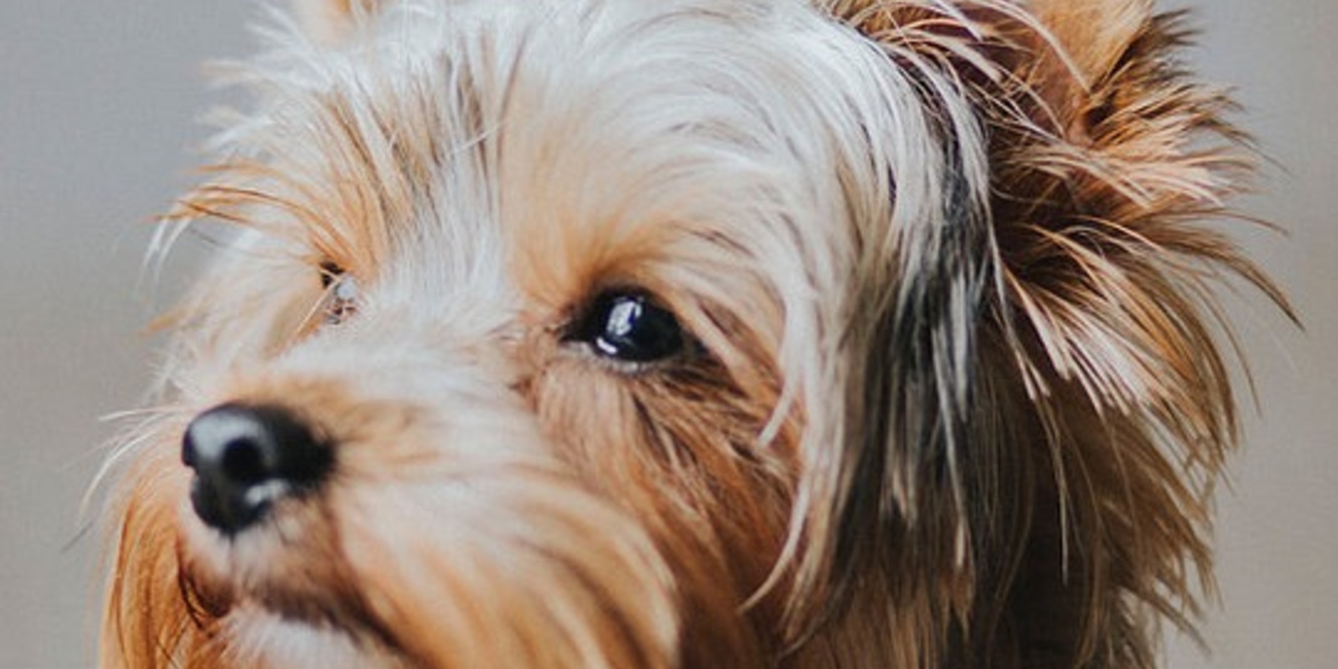 Community Pet Food Assistance Donately community-pet-food-assistance-donately
