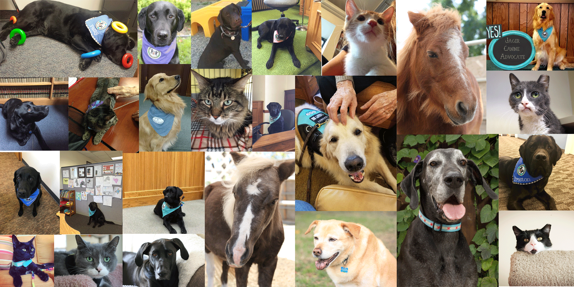 Be The One to Help Animals by 1 FUR 1 Foundation